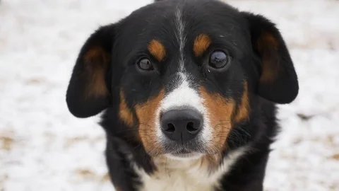 Slow Motion Close-Up. The dog looks at the camera, is surprised and presses his Stock Footage 82012275