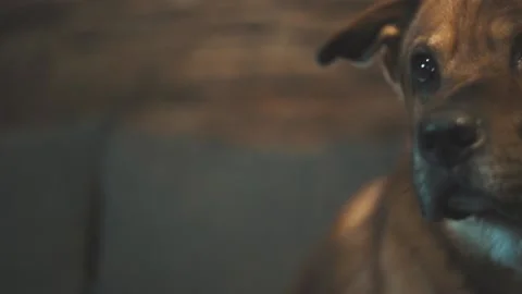 Slow motion close up of a dogs face Stock Footage 137913072