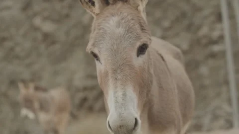 Slow motion close up donkey head in Arizona desert chewing Stock Footage 267733316