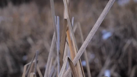 Slow motion close up of dried out grass in cold winter months	 Vídeo Stock 122227615
