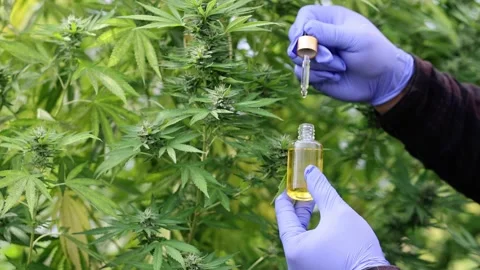 Slow motion of  close up of droplet dosing a biological and ecological hemp p Stock Footage 201503518