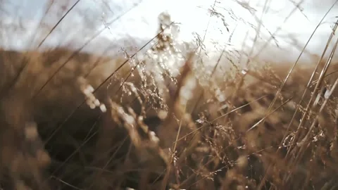 Slow Motion of Close Up of Dry Wheat Grass Stock Footage 146780618