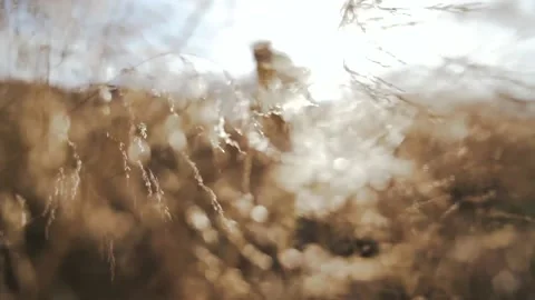Slow Motion of Close Up of Dry Wheat Grass. Stock Footage 146783095