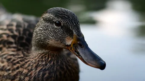 Slow Motion Close Up Duck Stock Footage 167774472