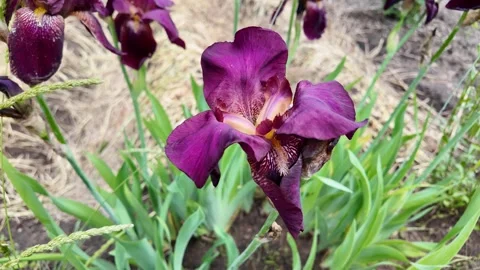 Slow motion close up of an elegant dark purple iris swaying in the wind. Hi.. Stock Footage 335507073
