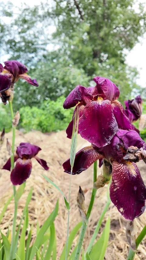 Slow motion close up of an elegant dark purple iris swaying in the wind. Hi.. Stock Footage 335507751