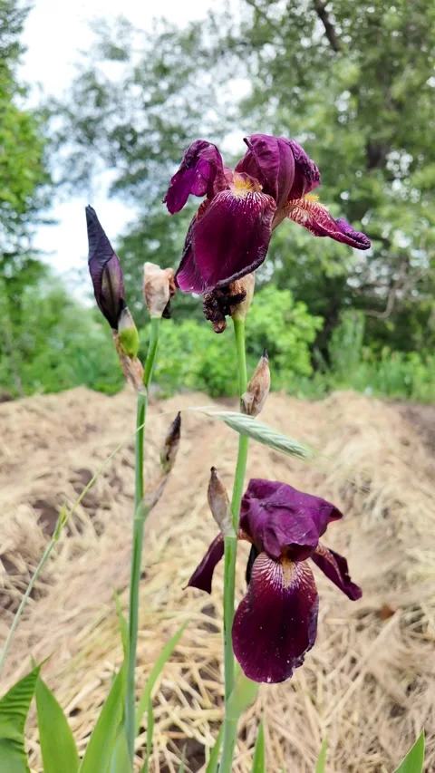 Slow motion close up of an elegant dark purple iris swaying in the wind. Hi.. Stock Footage 335507823