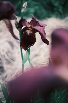 Slow motion close up of an elegant dark purple iris swaying in the wind. Hi.. Fotos Stock