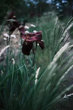 Slow motion close up of an elegant dark purple iris swaying in the wind. Hi.. Stock Photos