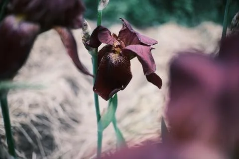 Slow motion close up of an elegant dark purple iris swaying in the wind. Hi.. Stock Photos