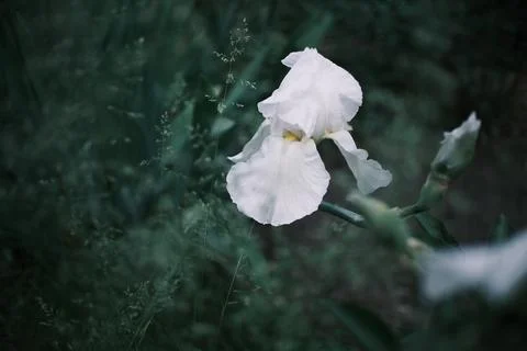 Slow motion close up of elegant white iris flowers swaying against a dark m.. Stock Photos