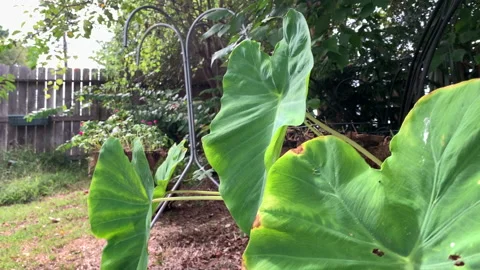 Slow motion close up of elephant ear plants with hanging baskets in background Stock Footage 147410942