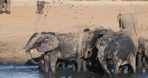 Slow motion close-up of elephants spraying themselves with muddy water  Stock Footage 249189705