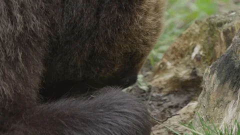Slow Motion Close-Up of Eurasian Brown Bear's Hidden Face and Front Paw, Estonia Stock Footage 341623437