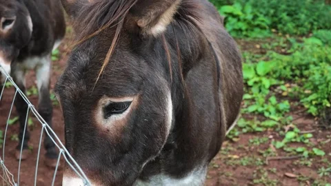 Slow Motion Close Up of Farm Donkey at Wire Fence Stock Footage 345645251