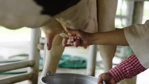 Slow motion of close up of farmer are milking a dairy cows by hand Stock Footage 338134103