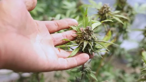 Slow motion close up of farmer hands  checking hemp plants used for produci.. Stock Footage 336934920