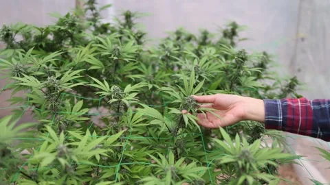 Slow motion close up of farmer hands  checking hemp plants used for produci.. Stock Footage 336934928