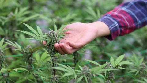 Slow motion close up of farmer hands  checking hemp plants used for produci.. Stock Footage 336934944