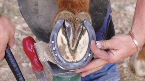 Slow motion close up of a Farrier carefully hammering in a nail into a Stock Footage 104320314