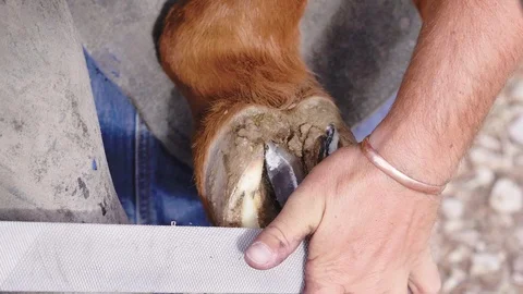Slow motion close up of a Farrier filing the base of a horse hoof on a Stock Footage 104319231