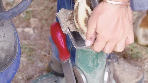 Slow motion close up of a Farrier filing away at a horse hoof, 23.98 fps, Stock Footage 104319405
