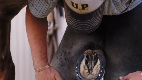 Slow motion close up of a Farrier filing the edges of a horse hoof in Stock Footage 104319548