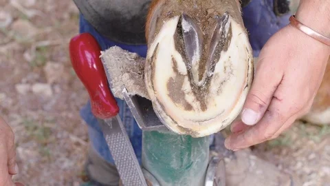 Slow motion close up of a Farrier placing a new horseshoe onto a horse's Stock Footage 104318935