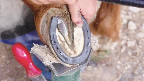 Slow motion close up of a Farrier putting a nail into a horse's new Stock Footage 104319047