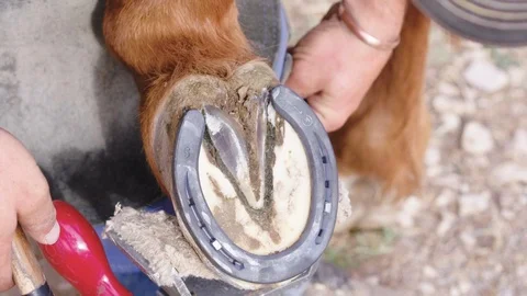 Slow motion close up of a Farrier taking a nail from his leather chaps to Stock Footage 104320364