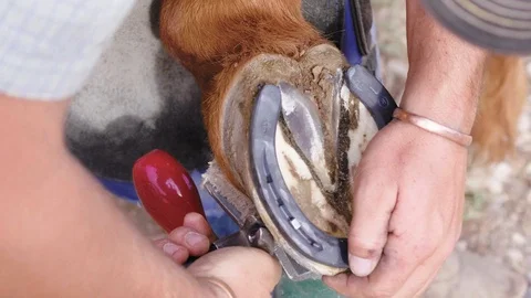 Slow motion close up of a Farrier trimming a nail from a horse's hoof, Stock Footage 104319148