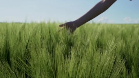 Slow Motion Close-Up of Female Hand Touching Wheat in Countryside Field Symbol Stock Footage 310360276