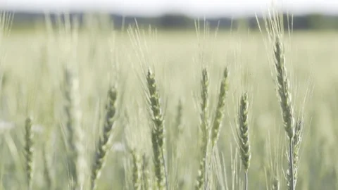 Slow motion close up of a field calmly waving in the wind. Stock Footage 99340436