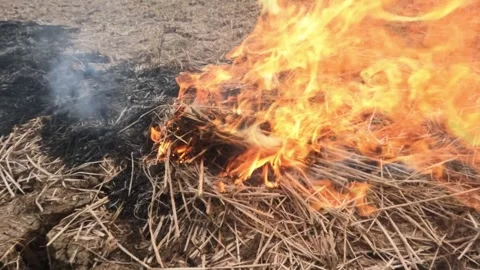 Slow motion close up of fire blazing from burning straw in the rice fields Stock Footage 321326030