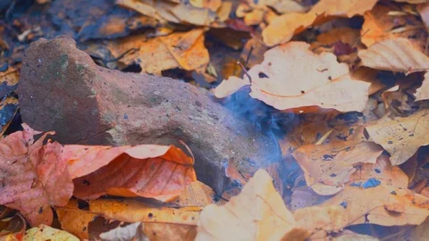 Slow motion close up fire flame burning dry leaf in forest on summer Stock Footage 116268852