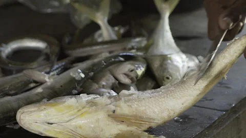 Slow Motion Close-up of Fisherman Cleaning Fish, Conde, Paraiba state Stock Footage 320572053