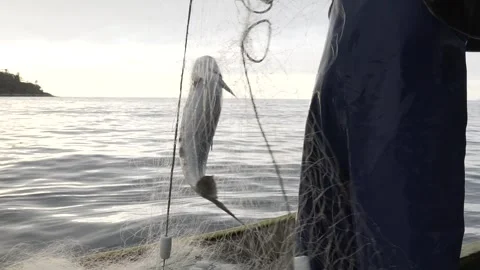 Slow Motion Close-up of Fisherman Pulling Net and Finding a Fish at Dawn/Dusk Stock Footage 320635053