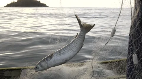 Slow Motion Close-up of Fisherman Pulling Net and Finding a Fish at Dawn/Dusk Stock Footage 320635059