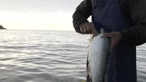 Slow Motion Close-up of Fisherman Pulling Net and Finding a Fish at Dawn/Dusk Stock Footage 320635064