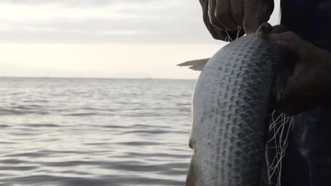 Slow Motion Close-up of Fisherman Pulling Net and Finding a Fish at Dawn/Dusk Stock Footage 320635081