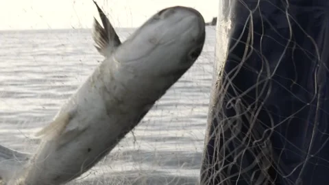 Slow Motion Close-up of Fisherman Pulling Net and Finding a Fish at Dawn/Dusk Stock Footage 320635093