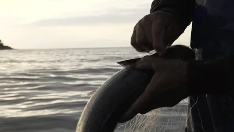 Slow Motion Close-up of Fisherman Pulling Net and Finding a Fish at Dawn/Dusk Stock Footage 320635114
