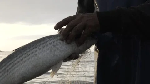 Slow Motion Close-up of Fisherman Pulling Net and Finding a Fish at Dawn/Dusk Stock Footage 320635126