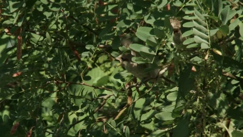 Slow motion close-up of fledgling red-backed shrikes being fed Stockbeeldmateriaal 335369249