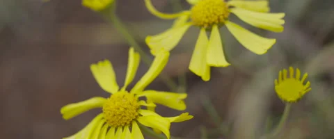 Slow Motion Close-UP of Flowers Blowing in the Breeze Stock Footage 61719554
