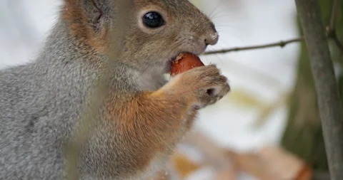 Slow motion close up of a fluffy eurasian red squirrel nibbling a nut on a snowy Stock Footage 290455410