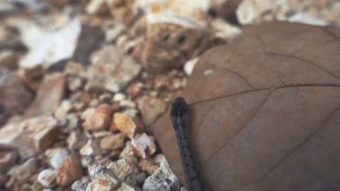 SLOW MOTION CLOSE UP FOLLOWING SNAKE FROM ABOVE AND BEHIND Stock Footage 84189397
