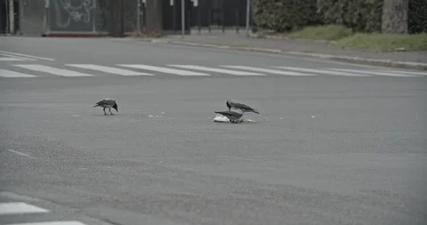 Slow motion close up footage of crows eating a dead animal in a crossroad Stock Footage 127781319