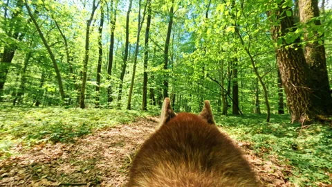 Slow motion. Close-up footage of head of red dog running alone through green Stock Footage 196230941