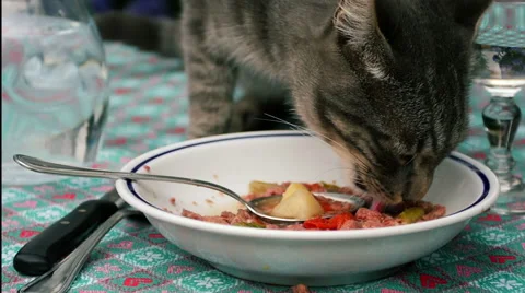 Slow motion close up footage of tabby cat eating into a dish Stock Footage 40290086